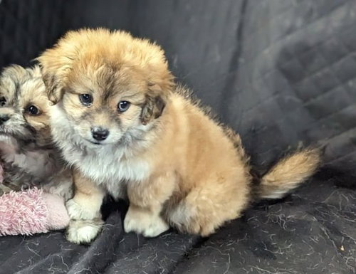 Tater-Tot