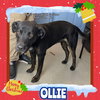 Ollie (Duplin)