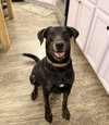Riley - Photo 1
