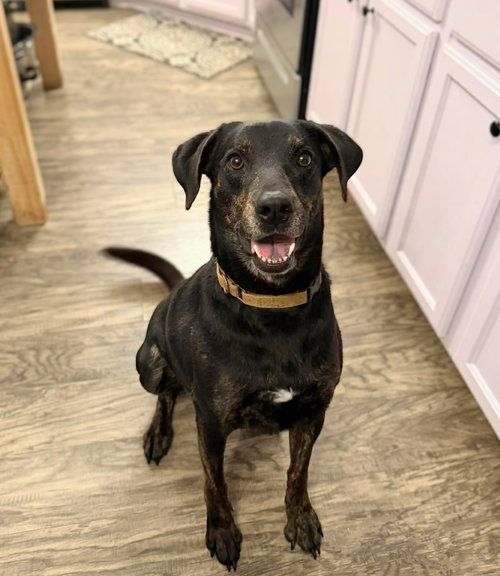 RILEY - Hound / Labrador Retriever available for adoption