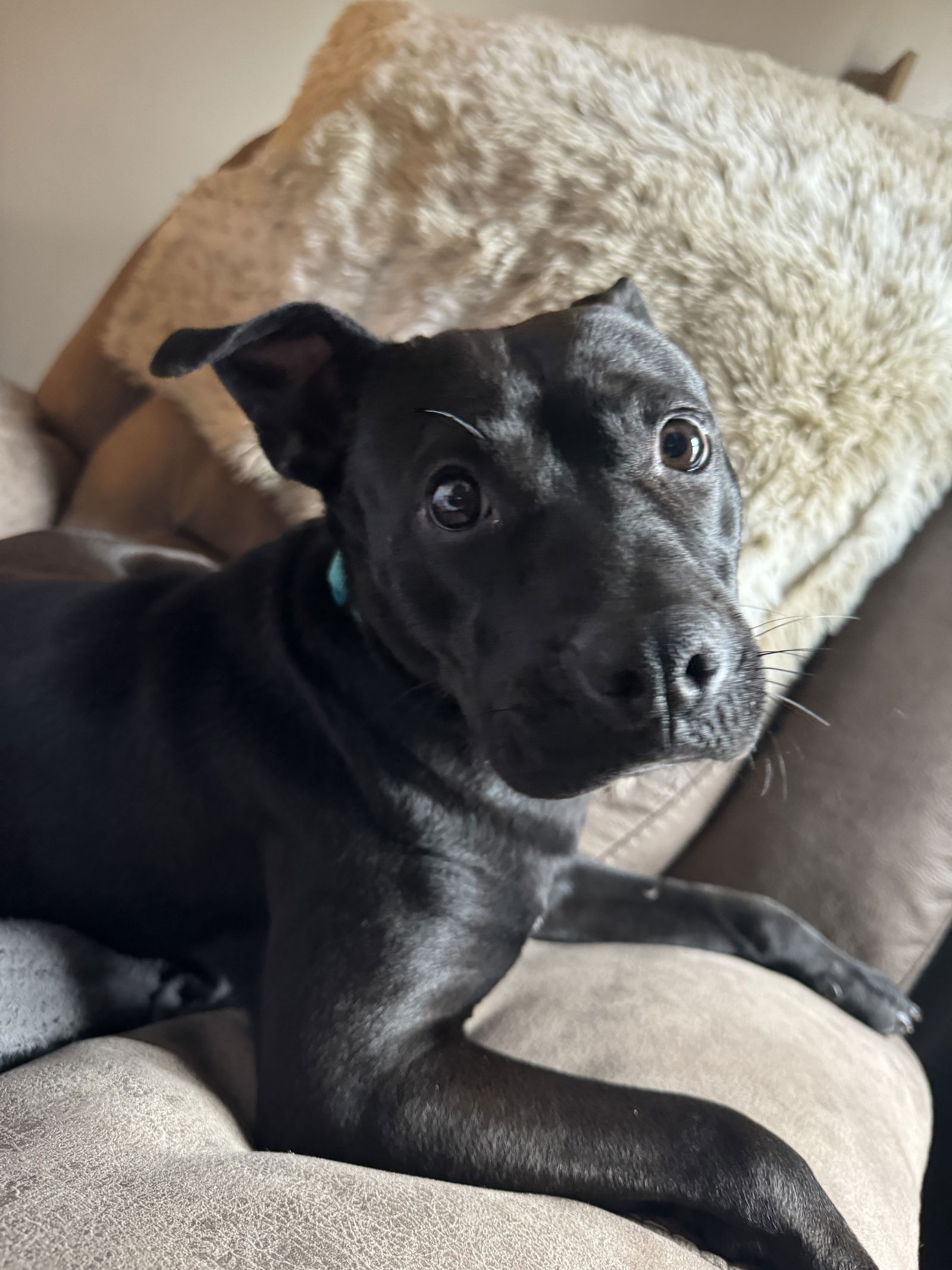 Dog for Adoption - Zosia, a Terrier in Mebane, NC | Alpha Paw