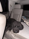 ONYX