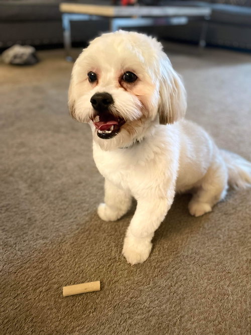 Teddy Boo