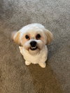 Teddy Boo