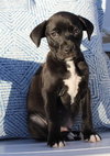 Harmony - Zen Litter