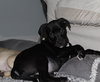 Harmony - Zen Litter