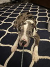 BROOKS (Courtesy)