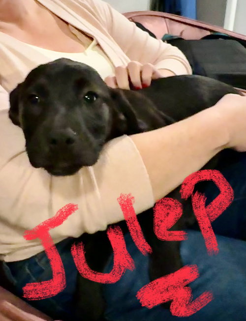 Julep