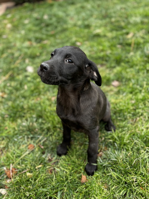 Rosie