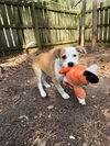 Tucker - Tiny Terrier Litter