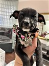 Katie - Tiny Terrier Litter