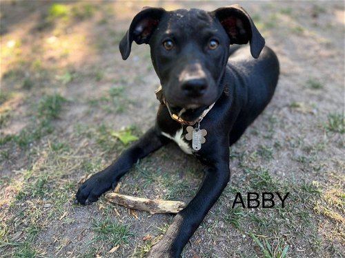 Abby - Tiny Terrier Litter