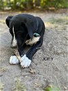 Joey - Tiny Terrier Litter