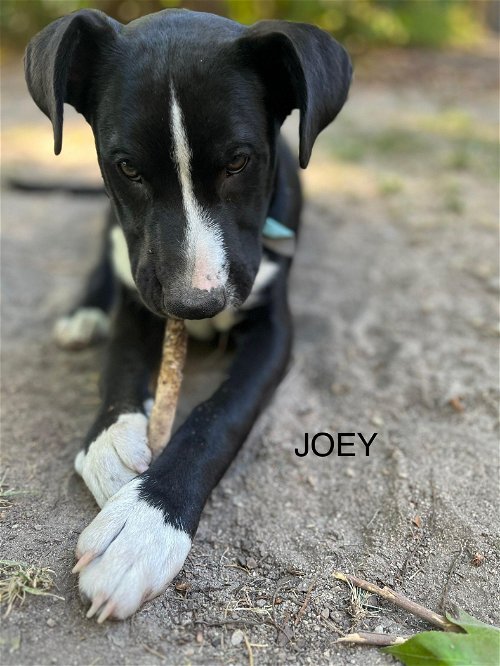 Joey - Tiny Terrier Litter