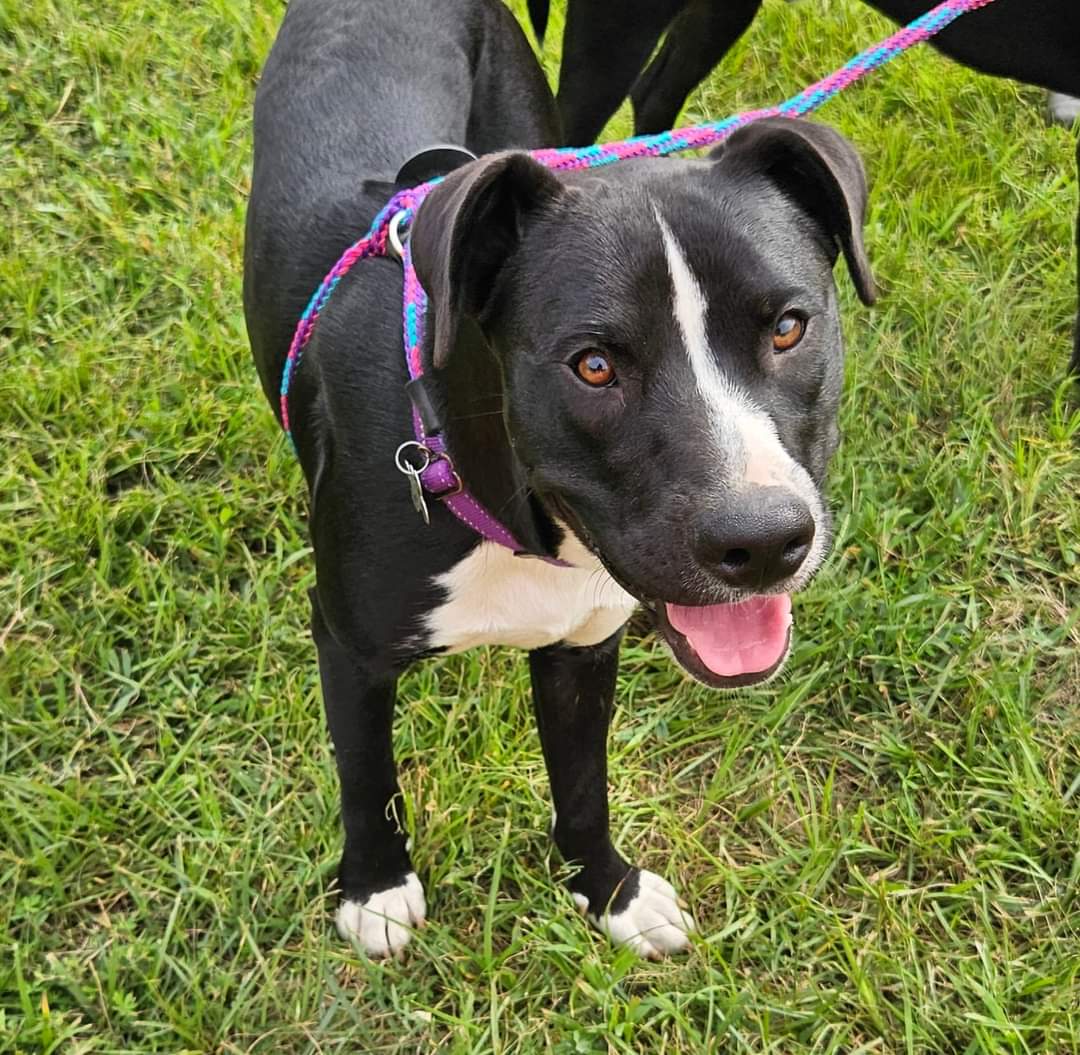 adoptable Dog in Holly Springs, NC named Joey - Tiny Terrier Litter