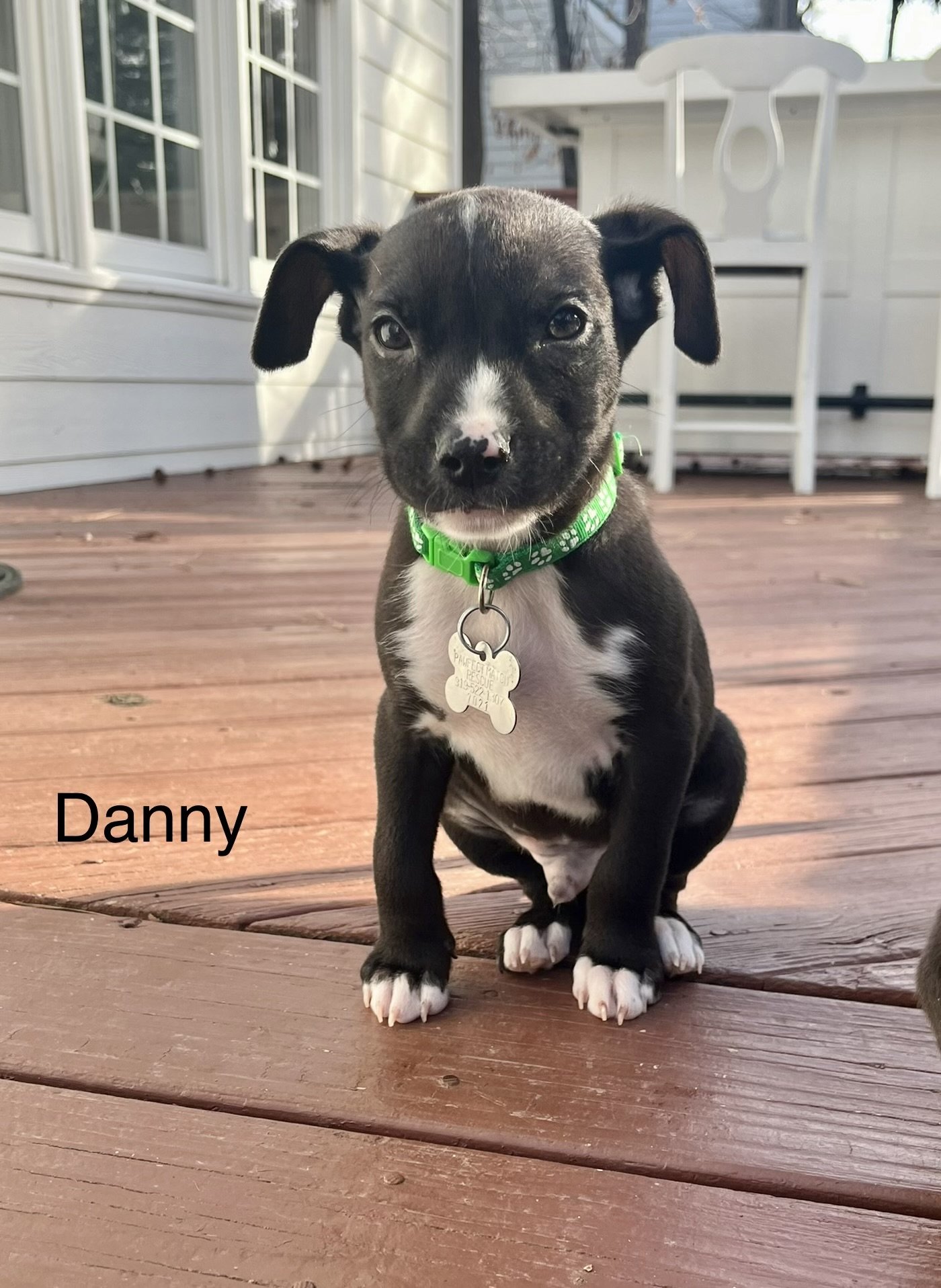 adoptable Dog in Holly Springs, NC named Danny - Tiny Terrier Litter