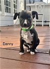 adoptable Dog in , NC named Danny - Tiny Terrier Litter