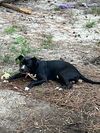 Danny - Tiny Terrier Litter