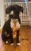 adoptable Dog in Holly Springs, NC named Danny - Tiny Terrier Litter