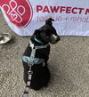 Danny - Tiny Terrier Litter