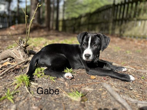 Gabe - Tiny Terrier Litter