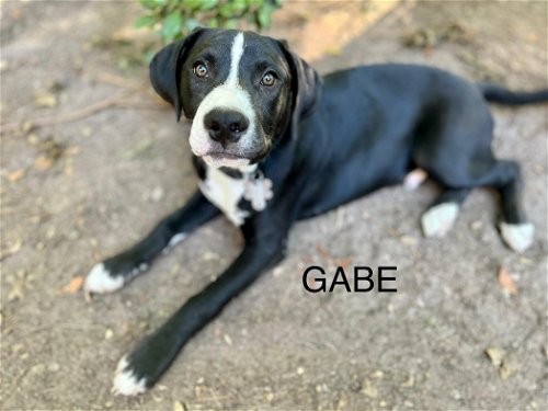 Gabe - Tiny Terrier Litter