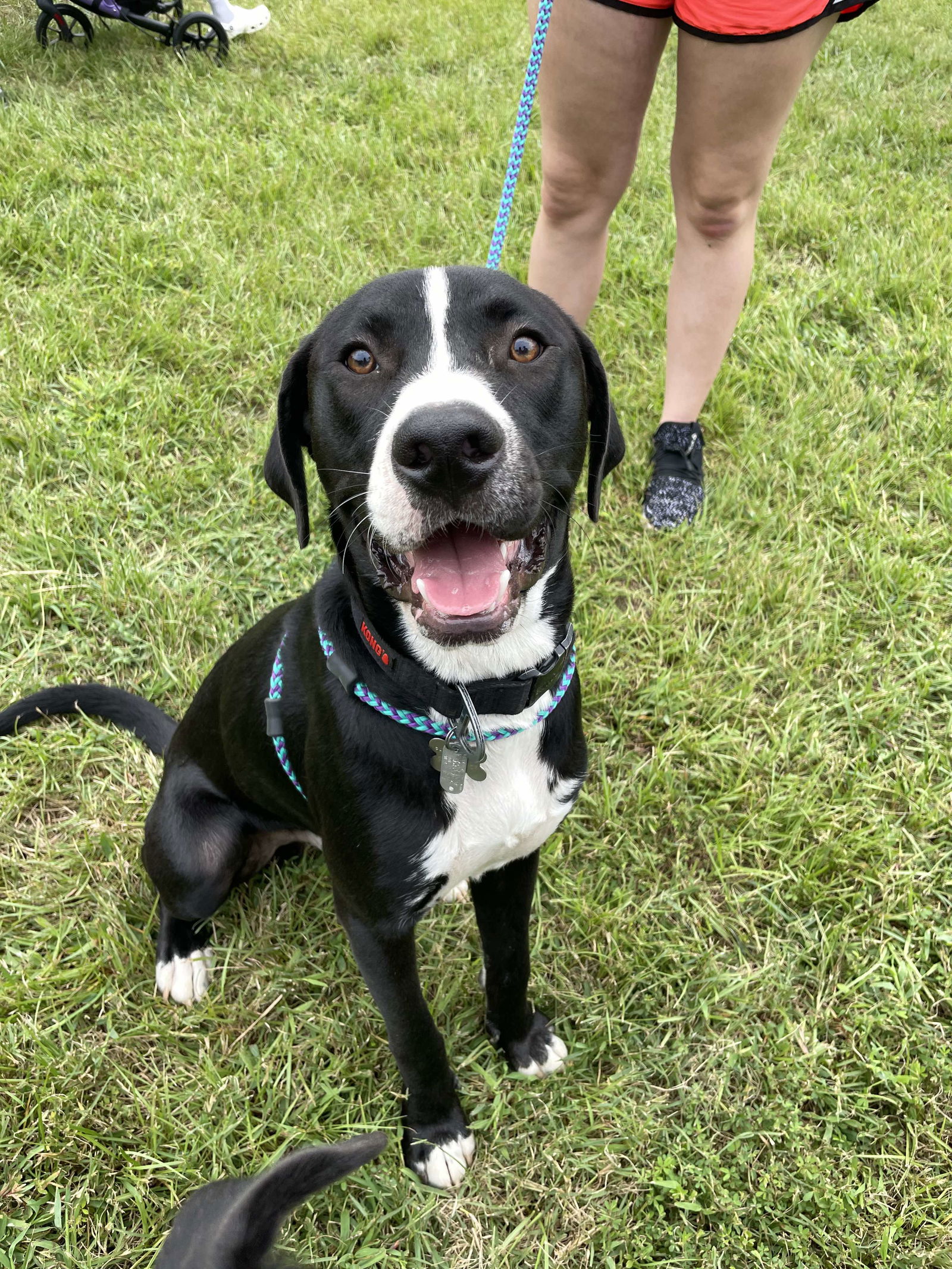 adoptable Dog in Holly Springs, NC named Gabe - Tiny Terrier Litter