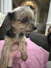 WILLOW