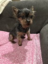 CHARLIE