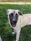 adoptable Dog in , NC named Dew: Seasons Change Litter