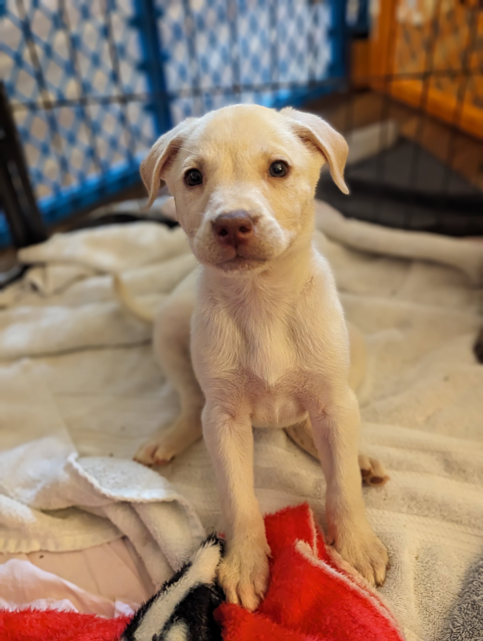Dog for Adoption - Nieva, a Shepherd in Raleigh, NC | Alpha Paw