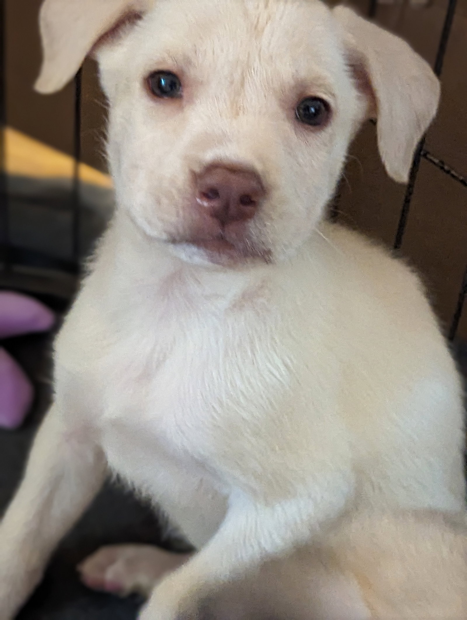Dog for Adoption - Nieva, a Shepherd in Raleigh, NC | Alpha Paw