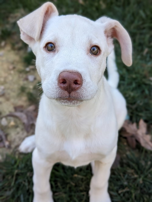 Nieva: Seasons Change Litter