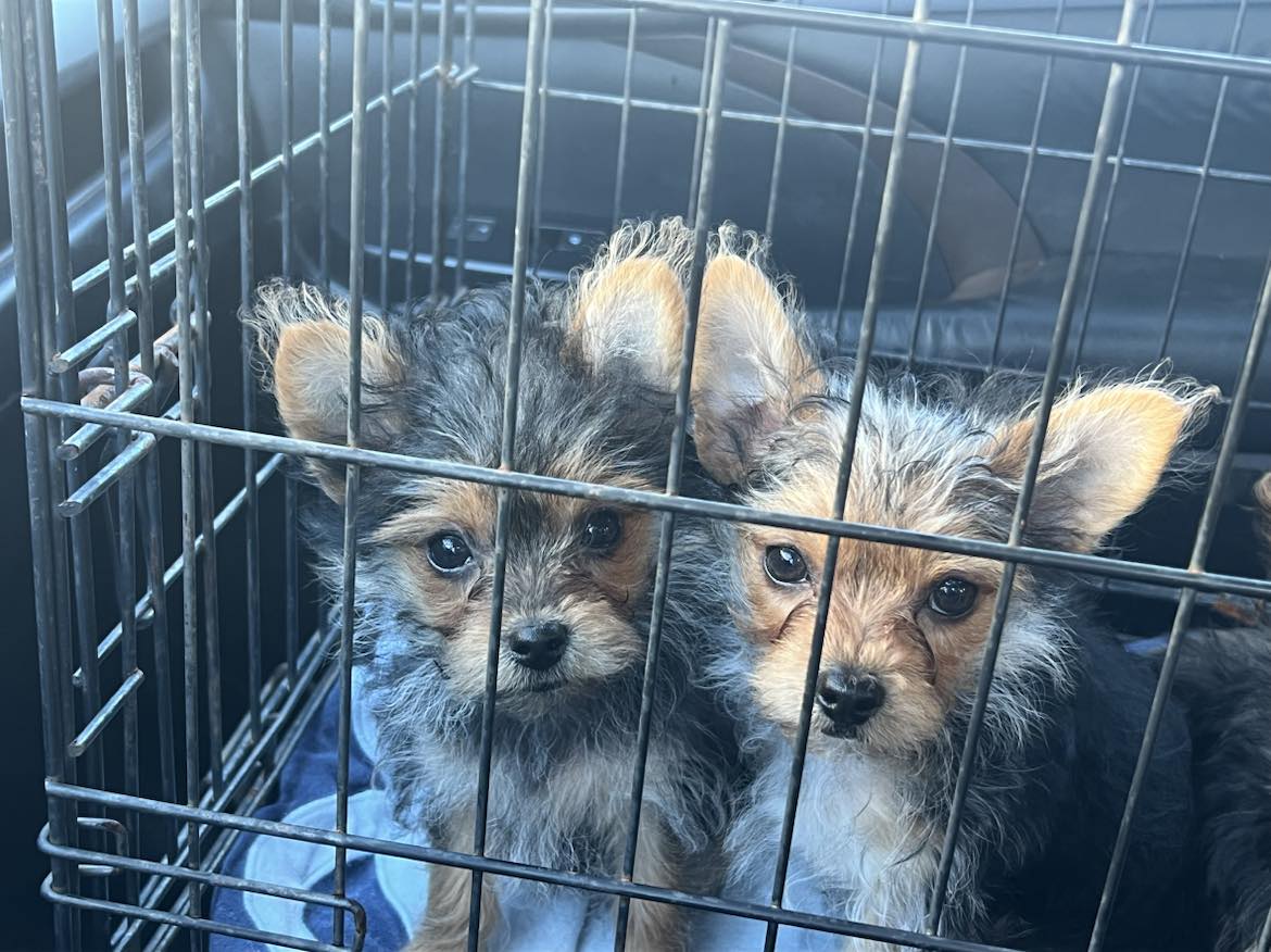 Dog for Adoption Dasher, a Yorkshire Terrier Yorkie in Alamance County, NC Alpha Paw
