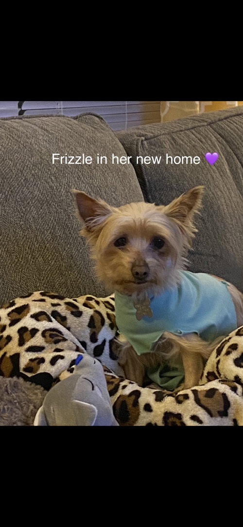 Frizzle