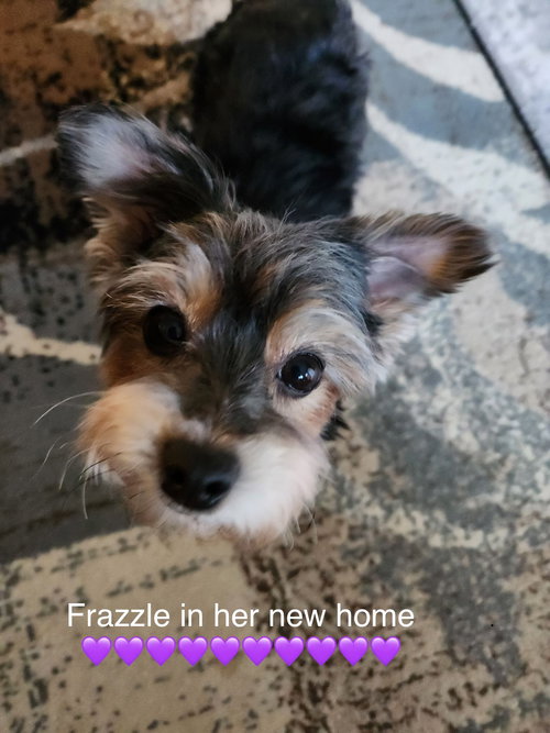 Frazzle