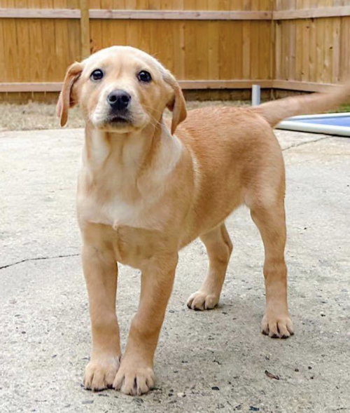 Chrissy Snow - Three's Company Litter