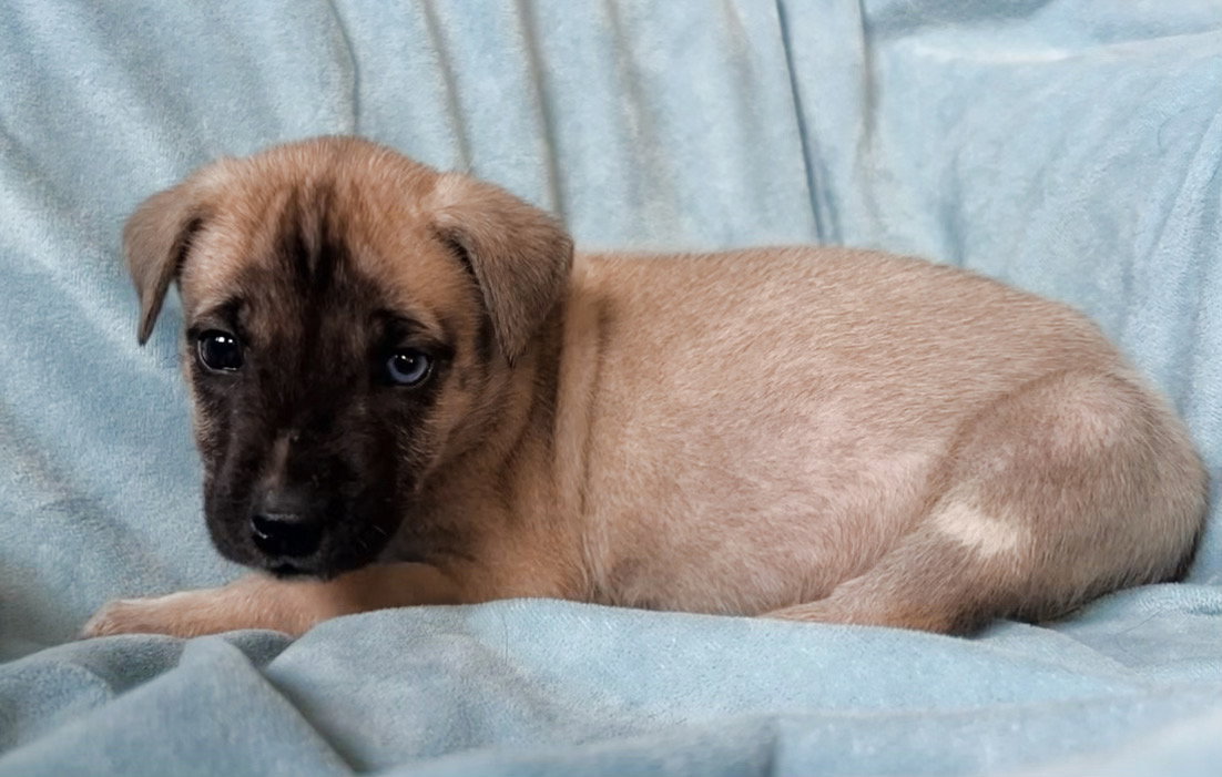Dog for Adoption Ember Seasons Change Litter, a Shepherd in Alamance County, NC Alpha Paw