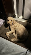 Peanut