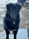 Spirit AKA Roxie