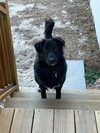 Spirit AKA Roxie