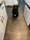 Spirit AKA Roxie
