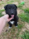 Spirit AKA Roxie