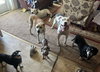 Romeo AKA Marvin - Adoption Pending