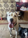 Romeo AKA Marvin - Adoption Pending