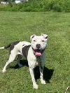 Romeo AKA Marvin - Adoption Pending
