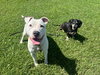 Romeo AKA Marvin - Adoption Pending