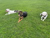 Romeo AKA Marvin - Adoption Pending