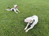 Romeo AKA Marvin - Adoption Pending