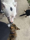 Romeo AKA Marvin - Adoption Pending